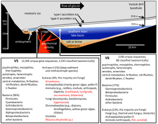 Illustration for article titled New Evidence: Antarctica’s Ancient, Ice-Covered Lake is Full of Life